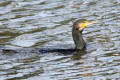 Cormorant