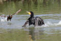 Cormorant