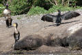 Cormorant