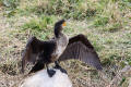 Cormorant