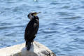 Cormorant