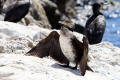 Cormorant