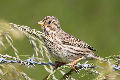 Corn Bunting