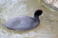 Crested Coot