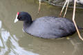 Crested Coot