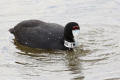 Crested Coot