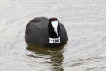 Crested Coot