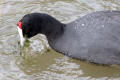 Crested Coot