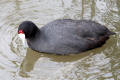 Crested Coot