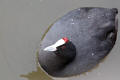 Crested Coot