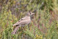 Crested Lark