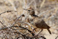 Crested Lark