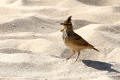 Crested Lark