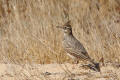 Crested Lark