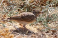 Crested Lark