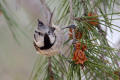 Crested Tit