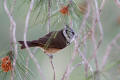 Crested Tit