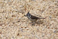 Crested Tit