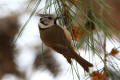 Crested Tit