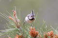 Crested Tit