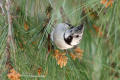 Crested Tit