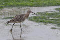 Curlew