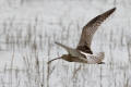 Curlew
