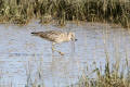 Curlew
