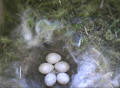 5 eggs