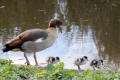 Egyptian Goose