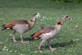 Egyptian Goose