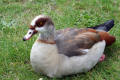 Egyptian Goose