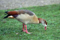 Egyptian Goose