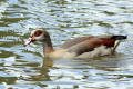 Egyptian Goose
