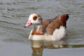 Egyptian Goose