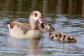 Egyptian Goose