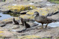 Eider Duck