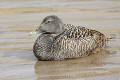 Eider Duck