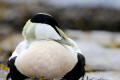 Eider Duck