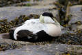 Eider Duck