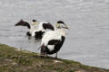 Eider Duck