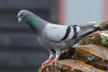 Feral Pigeon