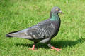 Feral Pigeon