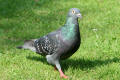 Feral Pigeon