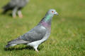 Feral Pigeon