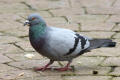 Feral Pigeon