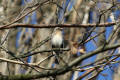 Fieldfare