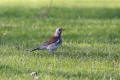 Fieldfare