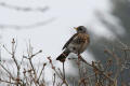 Fieldfare