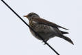 Fieldfare